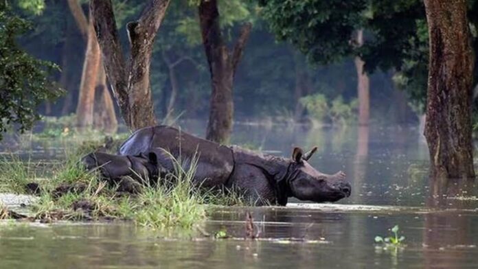 kaziranga