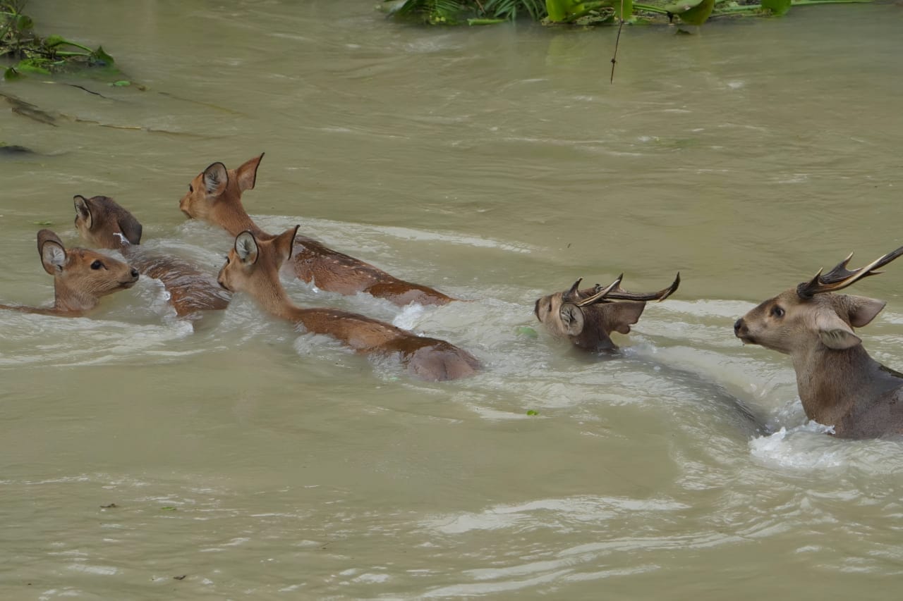 Kaziranga